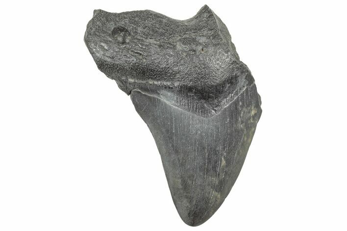 Partial Megalodon Tooth - South Carolina #320721